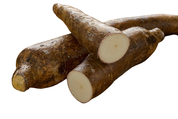 Cassava (Yuca)