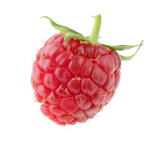 single-red-raspberry-isolated-on-white-background-2023-11-27-05-26-58-utc