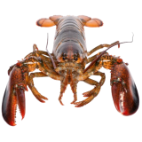 american-lobster-homarus-americanus-in-front-of-2023-11-27-04-55-58-utc